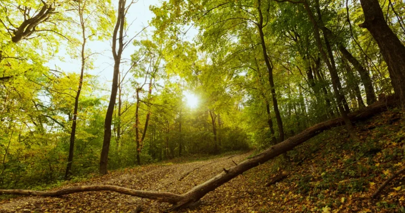 Sendero forestal iluminado por el sol, rodeado de árboles de hojas verdes y un suelo cubierto de hojas caídas en un ambiente natural sereno.