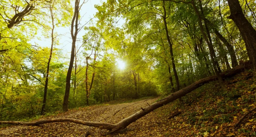 Sendero forestal iluminado por el sol, rodeado de árboles de hojas verdes y un suelo cubierto de hojas caídas en un ambiente natural sereno.