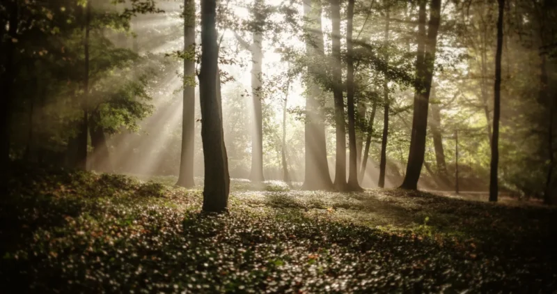 Bosque iluminado por rayos de sol que atraviesan los árboles, creando un ambiente sereno y mágico con hojas en el suelo y niebla suave.