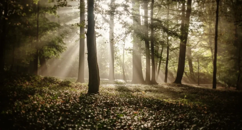 Bosque iluminado por rayos de sol que atraviesan los árboles, creando un ambiente sereno y mágico con hojas en el suelo y niebla suave.
